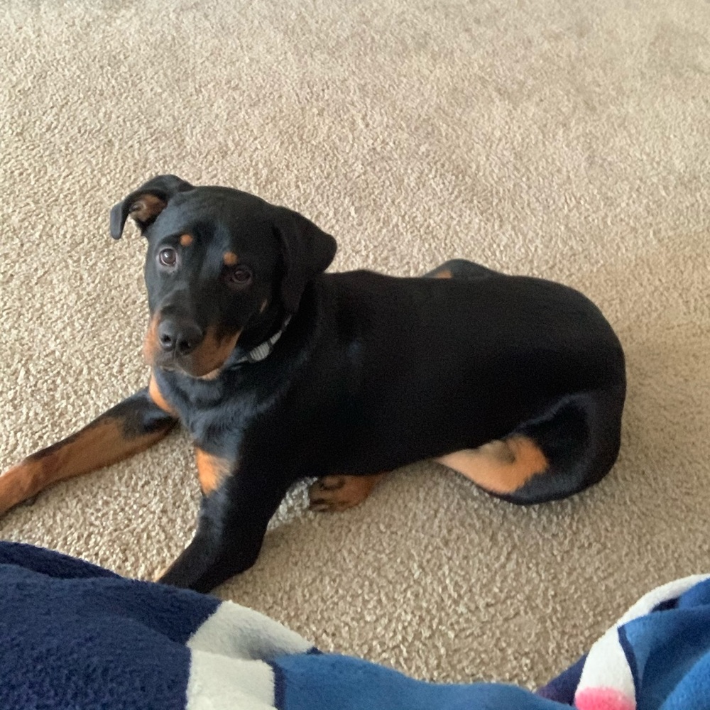 Meet your Posher, Roo